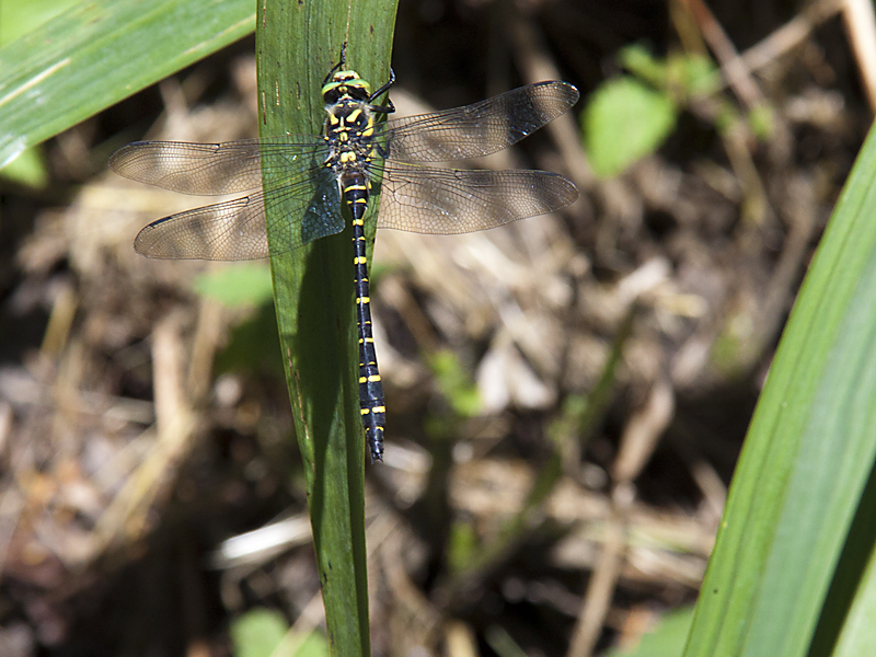 Cordulégastre annelé